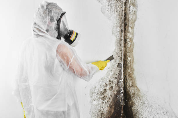 Best Same-Day Mold Removal  in Roseville, MN