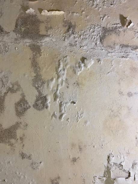 Best Mold Damage Repair  in Roseville, MN