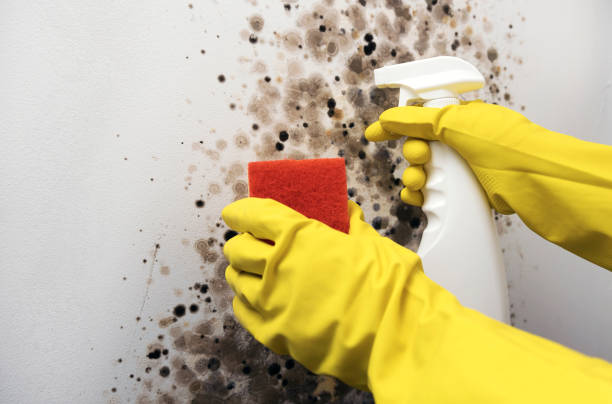 Best Crawl Space Mold Removal  in Roseville, MN