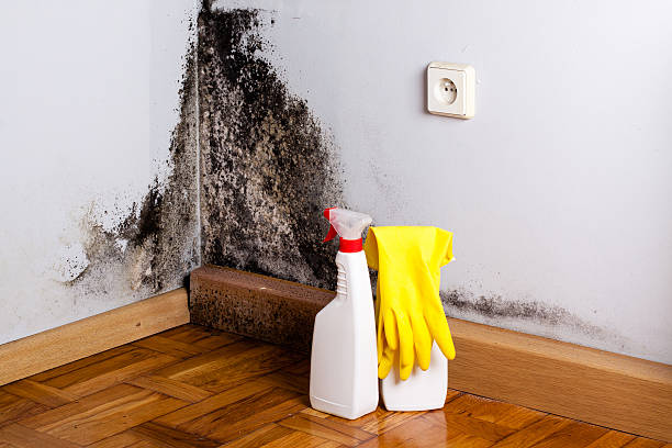 Home Mold Removal in Roseville, MN