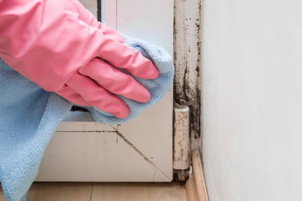 Best Mold Cleaning Services  in Roseville, MN